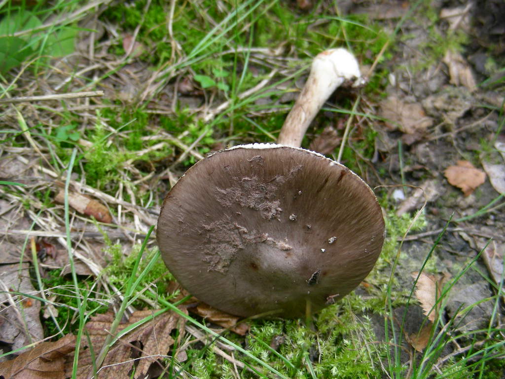 Amanita porphyria: scheda fotografica